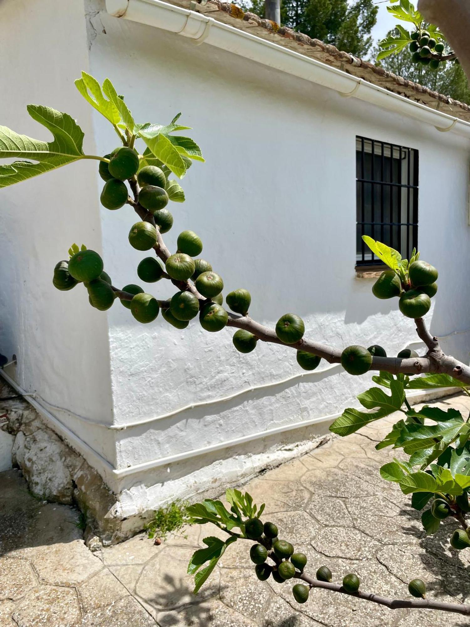 Finca El Sueno Andaluz Villanueva de la Concepción Dış mekan fotoğraf
