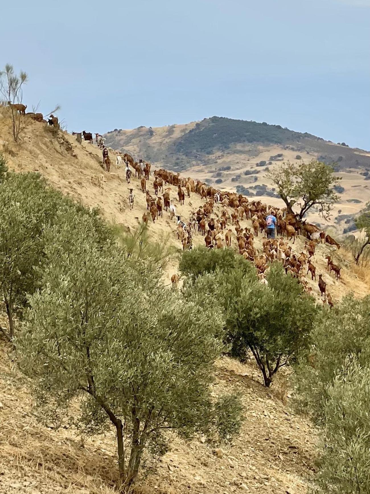 Finca El Sueno Andaluz Villanueva de la Concepción Dış mekan fotoğraf